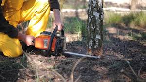 Trusted Harper Woods, MI  Tree Services Experts