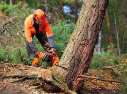 How Our Tree Care Process Works  in  Harper Woods, MI